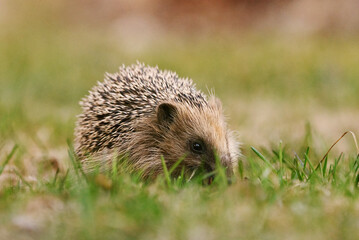 European hedgehog (Erinaceus europaeus) feeding in the garden in spring.	
