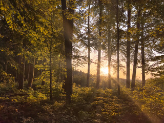 Bavarian Forest Run with a dreamy sunlight in front of you