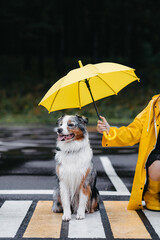 Wet Dog Sitting on the Road Under Yellow Umbrella. Australian shepherd. 