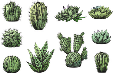 Vector set of hand drawn sketch of green cacti  and succulent plants. Isolated elements for design. Vintage illustration.  Elements for the design of labels, packaging and postcards.