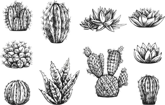 Vector set of hand drawn sketch of  cacti  and succulent plants. Isolated elements for design. Vintage illustration.  Elements for the design of labels, packaging and postcards. Monochrome drawing.