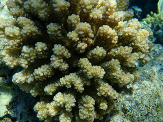 Fototapeta na wymiar Stony coral rasp coral, or cauliflower coral, knob-horned coral (Pocillopora verrucosa) close-up undersea, Red Sea, Egypt, Sharm El Sheikh, Nabq Bay
