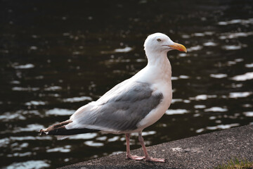 Obraz premium Portrait of a Wild Seagull - Amsterdam, Netherlands
