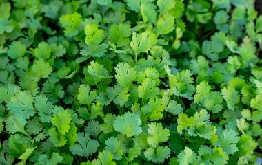 green leaves background