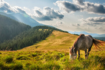 A horse grazing in a high meadow in the mountains.