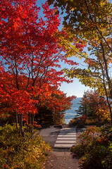 Naklejka premium Bright red trees on the lake in the autumn park.