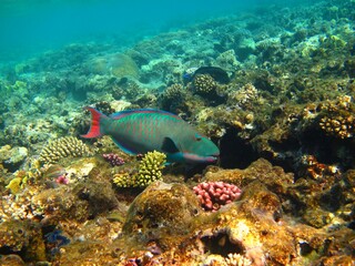 Naklejka na ściany i meble Colorful parrotfish and corals on the coral reef. Healthy corals and fish. Scuba diving with wild marine life, underwater photography. Tropical wildlife in the shallow ocean, travel photo.