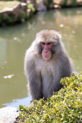 Japanese macaque looking in front