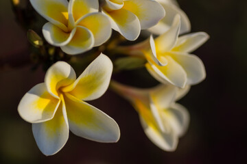 Obraz na płótnie Canvas amazing fragrant blossoms from a plumeria shrub in a resort