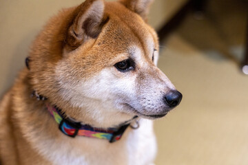 Close-up of a Shiba Inu dog looking away