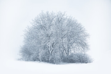 Single tree on a snow . Lonely bare tree in a snowy field . Winter nature scenery 