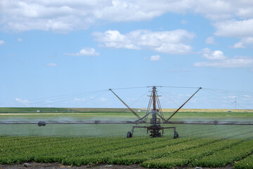 Fototapeta na wymiar Irrigation of a field in Flevoland || Beregenen van een akker in Flevoland