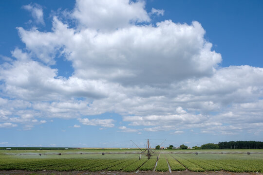 Irrigation of a field in Flevoland || Beregenen van een akker in Flevoland