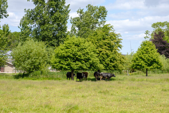 Cows cool off under a tree in Flevoland || Koeien zoeken verkoeling onder een een boom in Flevoland