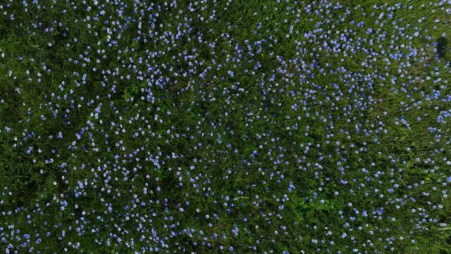Blooming steppe, wild flax and stipa grass in the wind, untouched protected lands. Beautiful landscape of linen field - linum usitatissimum. Insect pollinators fly front of camera. Slow motion video