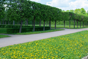 Fototapeta na wymiar Topiary haircut of trees and shrubbery in the form of a cube. Shrubbery hedge. Spring blooms of dandelions on the lawn. Landscape design of an English garden.