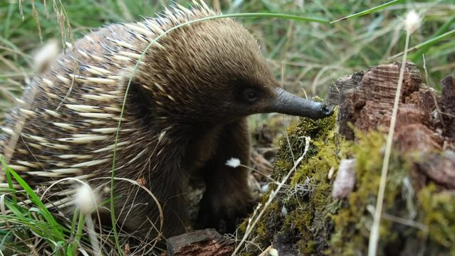 Wild echidna looking for ants and walks away in high grass