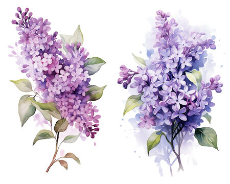 Lilac Watercolor Illustration Beautiful Isolated Flowers Floral Decoration Clip Art Isolated Background for Wedding Baby Shower Invitations Greeting Card