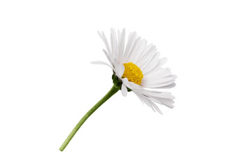 White Chamomile flower isolated on transparent background. Daisy flower, medical plant. Chamomile flower head as an element for your design.