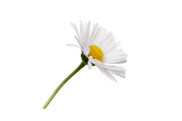 Foto op Plexiglas White Chamomile flower isolated on transparent background. Daisy flower, medical plant. Chamomile flower head as an element for your design. © Inna Dodor
