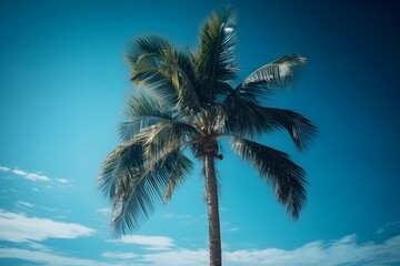 Coconut palm tree on the beach with sea and sky