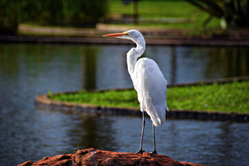 
Great White Egret (Ardea Alba or Great White Heron) in South America
