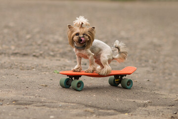 a happy dog is sitting on an orange penny board or skateboard on the street