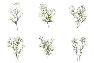 Watercolour Baby's Breath Gypsophila Set on clear isolated background, Clip art, Wedding invitation, Greeting Card, Seasonal, Beautiful Pattern