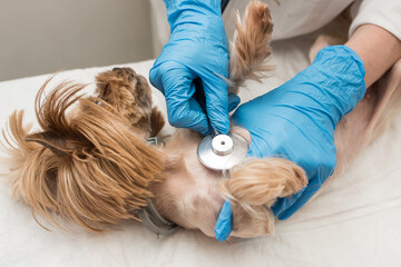 A close-up of the hands of a veterinarian checking a dog with a stethoscope at a veterinary clinic. Yorkshire Terrier at a vet's appointment at an animal clinic