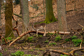 deer in a forest