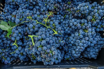 Grape clusters recently harvested in the vintage campaign.