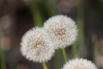 Sweden. Taraxacum officinale, the dandelion or common dandelion, is a flowering herbaceous perennial plant of the dandelion genus in the family Asteraceae. © Andrii