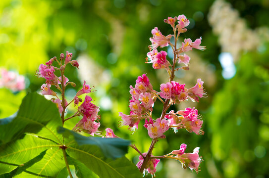 Pink chestnuts. Flowers of pink chestnuts.