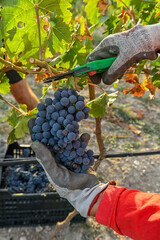 Hands of a female farmer, picking wine grapes during the harvest.
