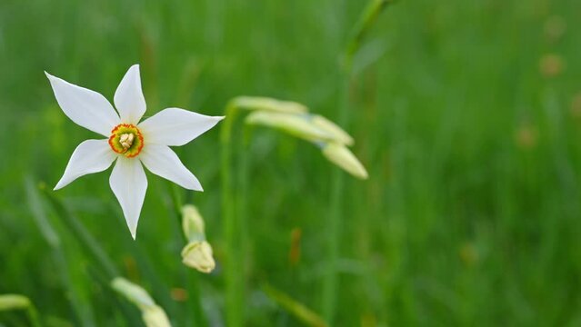One narcissus radiiflorus. Narcissus poeticus in Switzerland. Wild white narcissus flower blooming. Poet's daffodil. Poet's narcissus. Nargis. Beauty in nature. Les Pleiades