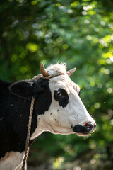 cow in the field