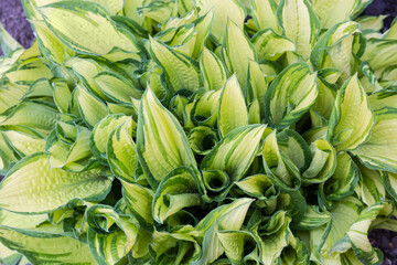 Fototapeta premium Bush of cultivated hosta with variegated leaves, top view