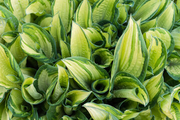 Obraz premium Bush of cultivated hosta with variegated leaves, close-up