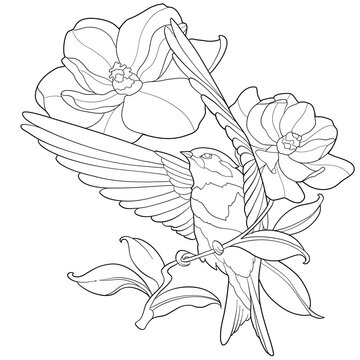 recommend clip art: swallow flying among sakura flowers coloring book