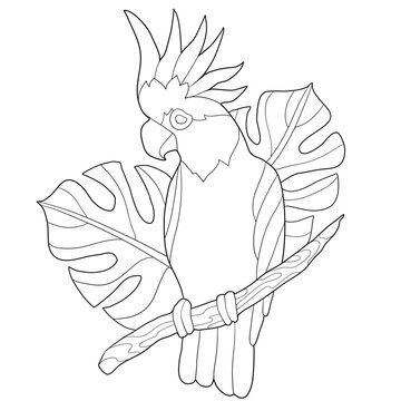 black and white parrot perched on branch clip art preview