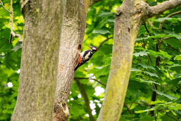 woodpecker chick
