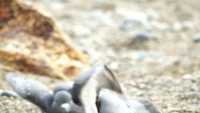 Pigeons fight for food on the beach. Several pigeons squabbling over a feeding giver on a beach - fierce competition for survival in animal kingdom. closeup. Slow motion. Columba livia
