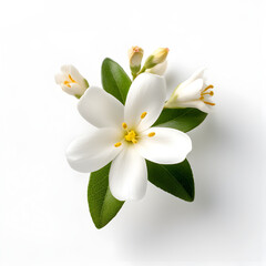 Bouquet of white jasmine flower plant with leaves isolated on white background. Flat lay, top view. macro closeup	