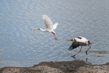 Yellow Billed Stork chasing Africa Spoon bill bird  that grabbed a fish  on lake shore at Kruger park, number three, South Africa