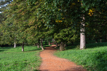 Path in the forest park