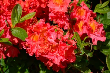 Wandcirkels tuinposter pomarańczowe, czerwone kwiaty azalii, kwitnący różanecznik, azalia, rododendron, Rhododendron, red azalea flowers, blooming rhododendron,   © kateej