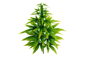 Marijuana leaves, cannabis isolated on white background. Wild hemp plant isolated on white background.