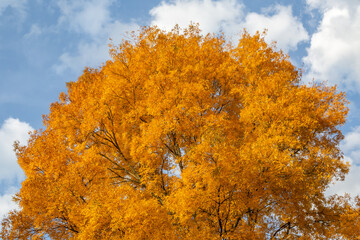 A pretty Carya Cordiformis tree in October