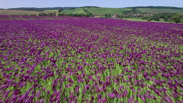 Flight over opium poppy field