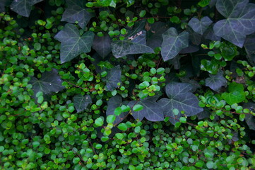 小さい葉っぱと大きな葉っぱがちりばめられて美しい